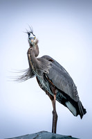 Blue Heron