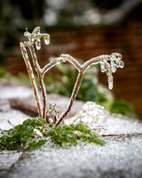 Frozen flowers