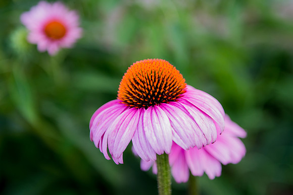 20170724-DSC_6155.jpg