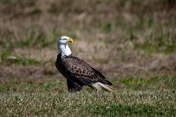 WTM_9701.jpg