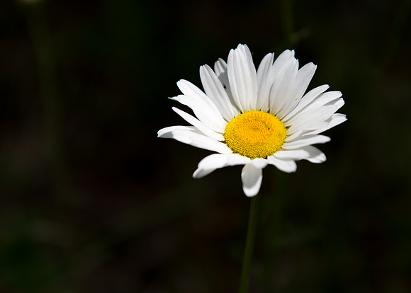 20160515-DSC_9681.jpg