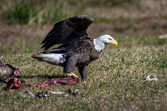 WTM_9826.jpg