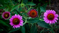 20170717-DSC_6000.jpg
