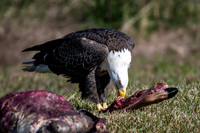 Eagles