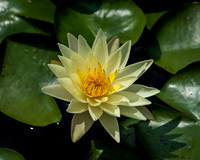 20170428-DSC_3513.jpg