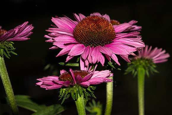 20170724-DSC_6191.jpg