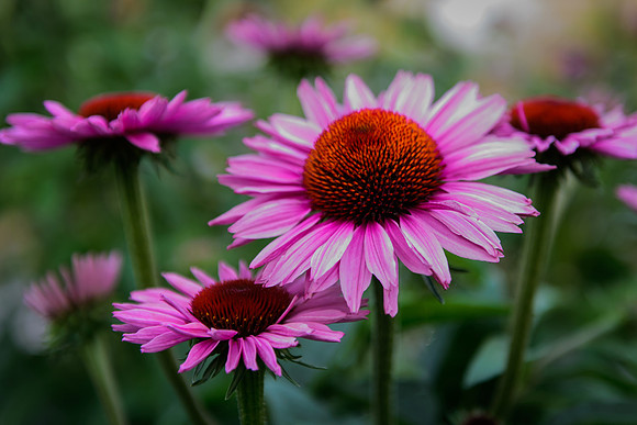 20170724-DSC_6156.jpg