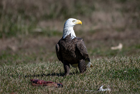 WTM_9841.jpg