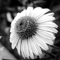 In the deep purple cone flower dream
