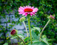 20170717-DSC_5968.jpg