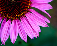 20170717-DSC_5963.jpg
