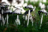 WTM_7107.jpg