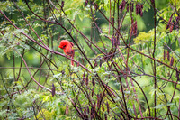 20180414-WTM_3793.jpg