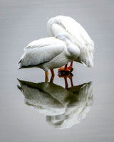 Pelicans