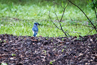 20180414-WTM_3977.jpg