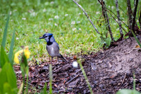20180414-WTM_3997.jpg