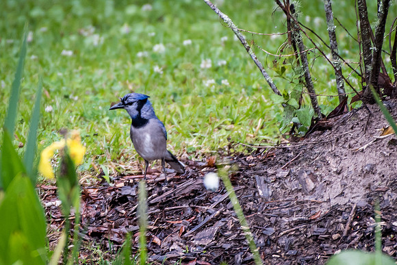 20180414-WTM_3997.jpg