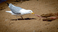 20160610-DSC_1280.jpg